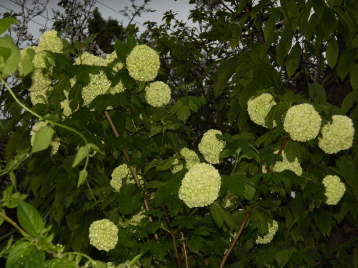 DSCN5108 - 2016 Aprilie_3