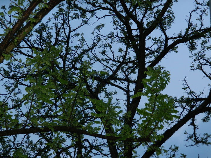 DSCN5133 - 2016 Aprilie_3