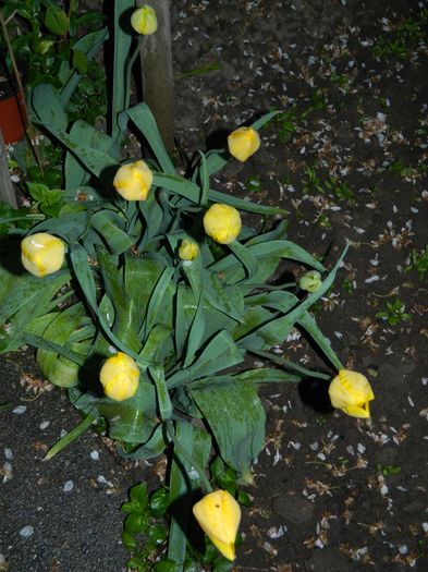 DSCN5154 - 2016 Aprilie_3