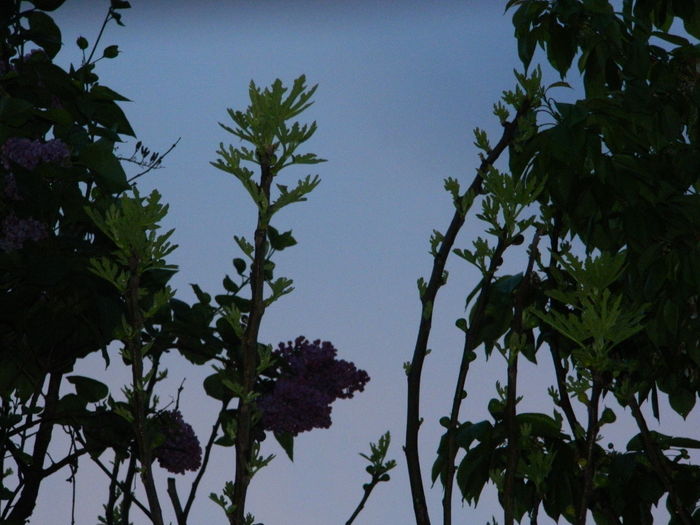 DSCN5170 - 2016 Aprilie_3