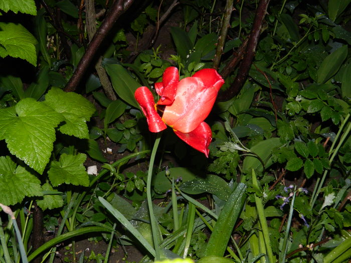 DSCN5172 - 2016 Aprilie_3