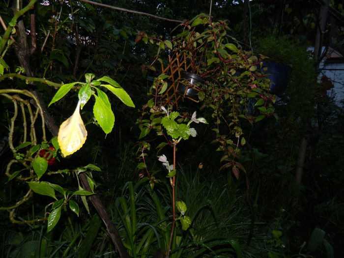 DSCN5173 - 2016 Aprilie_3