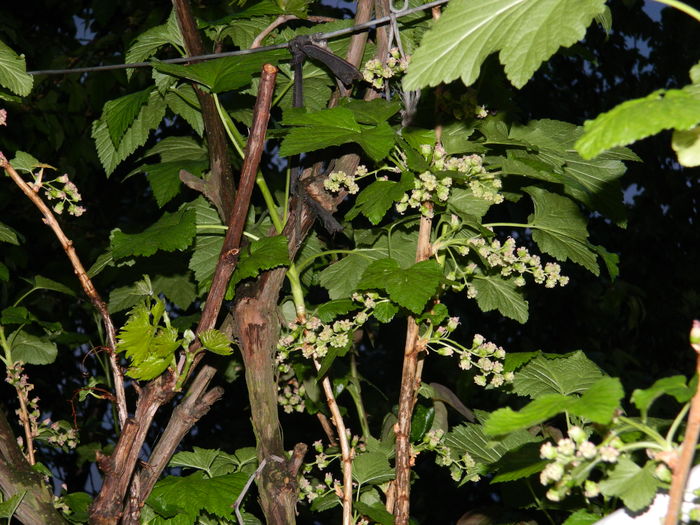 DSCN5178 coacaz negru - 2016 Aprilie_3