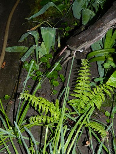 DSCN5185 - 2016 Aprilie_3