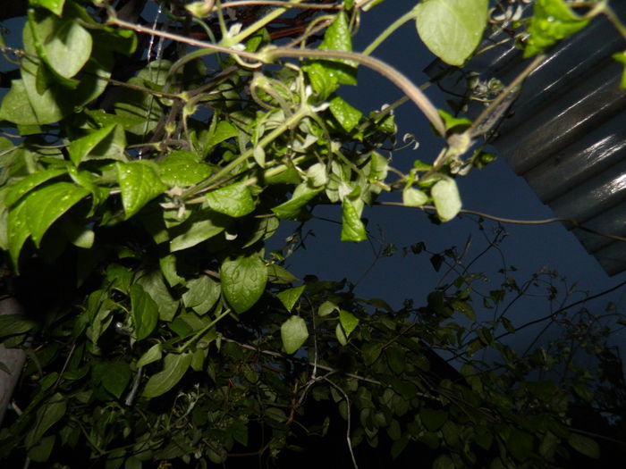 DSCN5187 - 2016 Aprilie_3