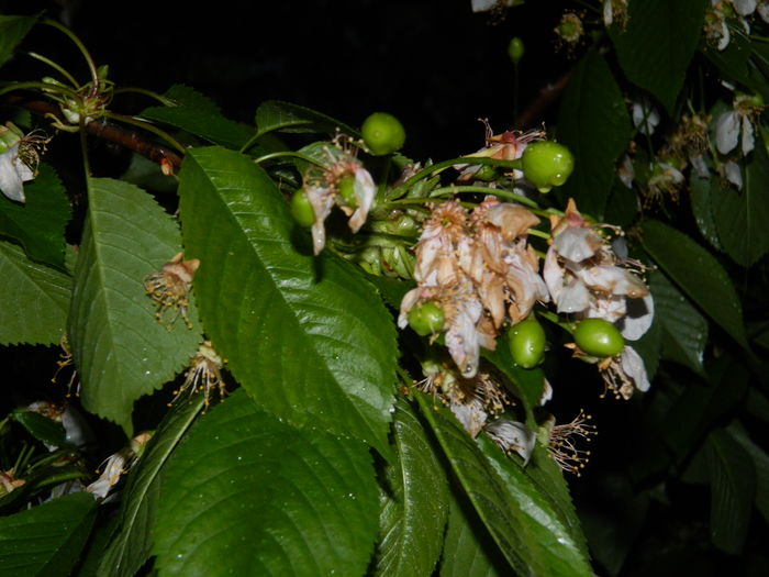 DSCN5190 - 2016 Aprilie_3