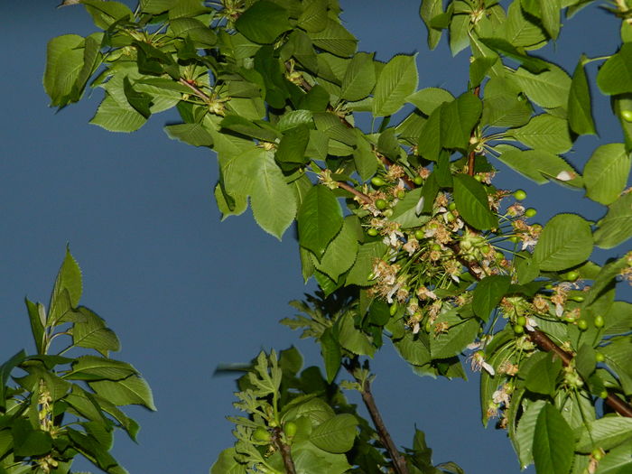 DSCN5191 - 2016 Aprilie_3