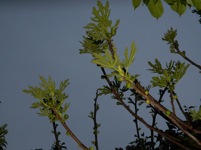 DSCN5192 - 2016 Aprilie_3