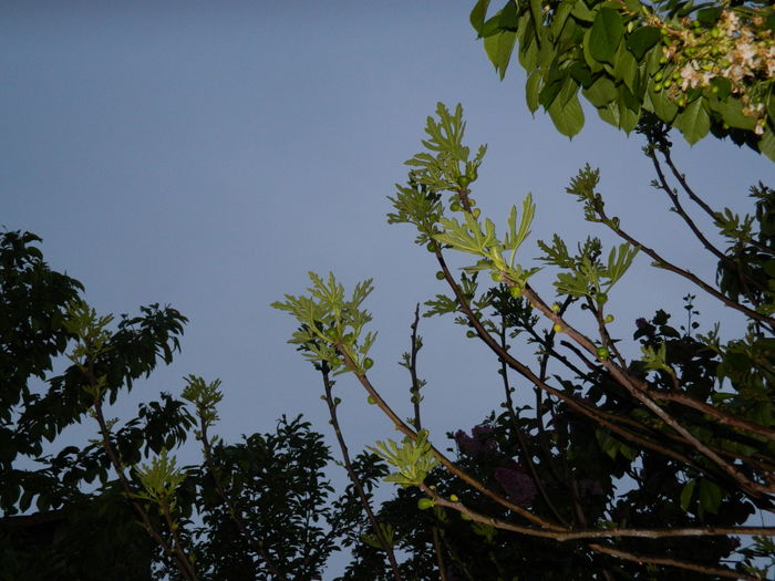 DSCN5193 - 2016 Aprilie_3