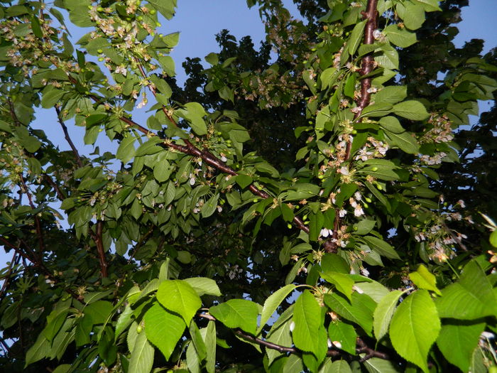 DSCN5195 - 2016 Aprilie_3