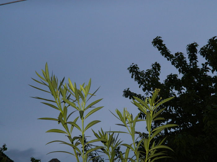 DSCN5196 - 2016 Aprilie_3