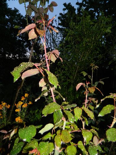 DSCN5198 - 2016 Aprilie_3