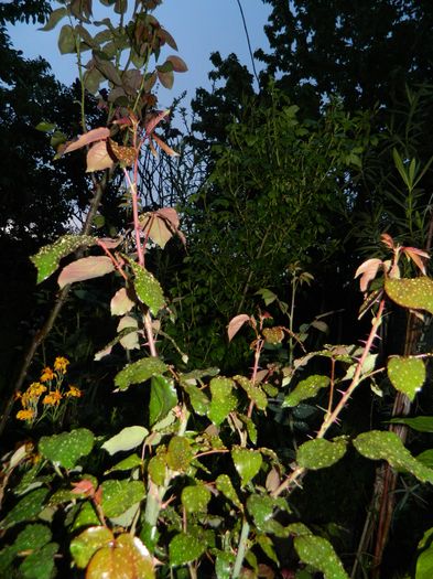 DSCN5200 - 2016 Aprilie_3