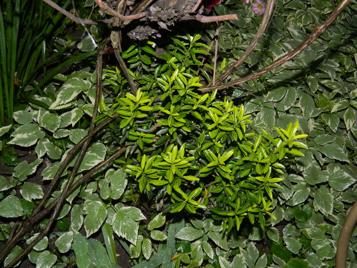 DSCN5201 - 2016 Aprilie_3