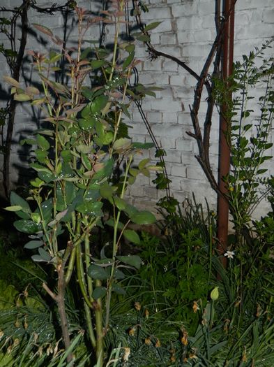 DSCN5202 - 2016 Aprilie_3