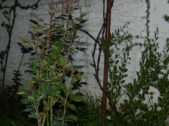 DSCN5203 - 2016 Aprilie_3