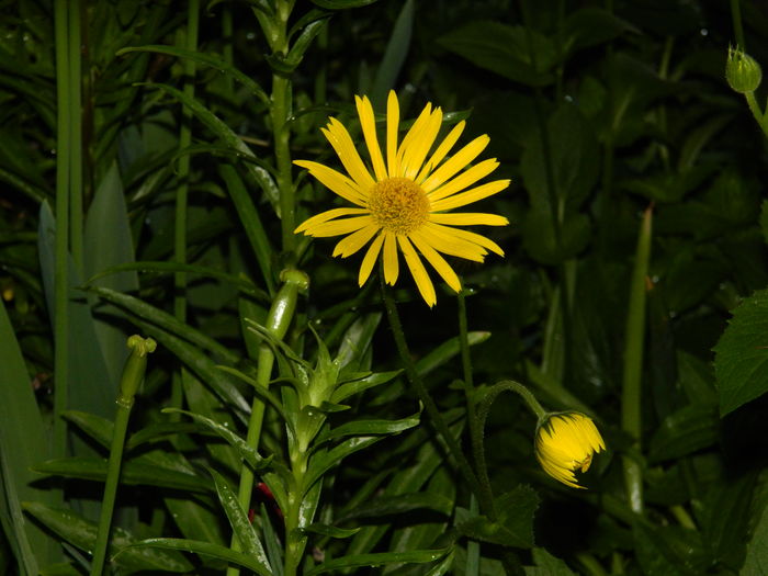 DSCN5205 - 2016 Aprilie_3