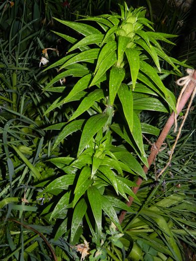 DSCN5208 - 2016 Aprilie_3