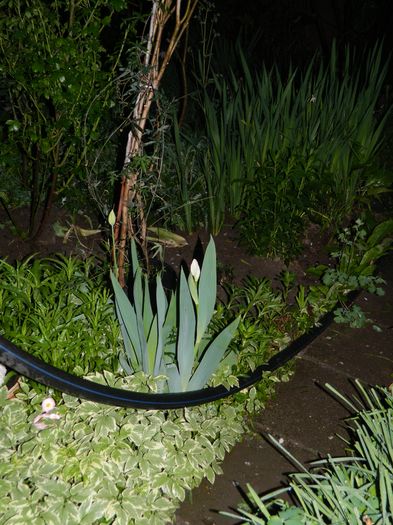 DSCN5209 - 2016 Aprilie_3