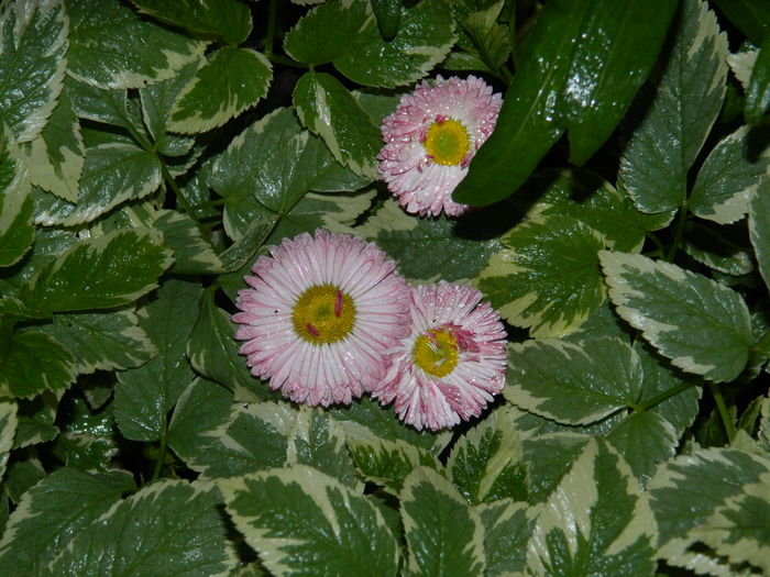 DSCN5210 - 2016 Aprilie_3