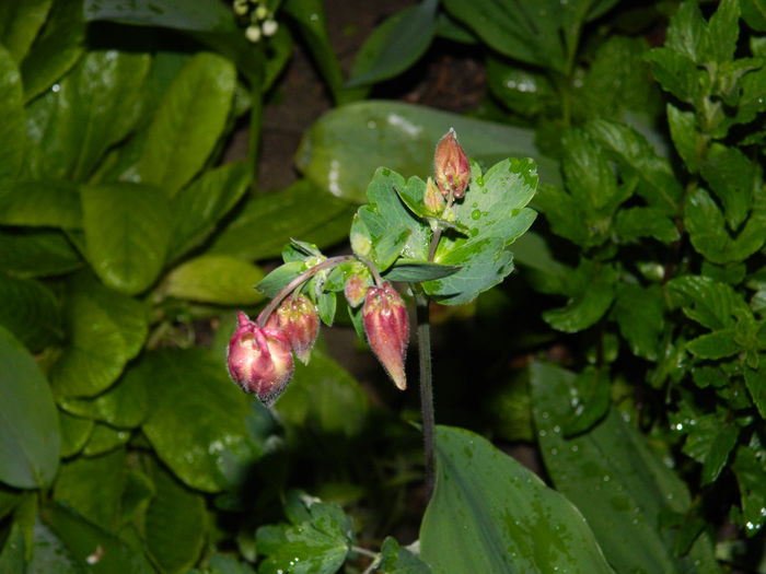 DSCN5217 - 2016 Aprilie_3