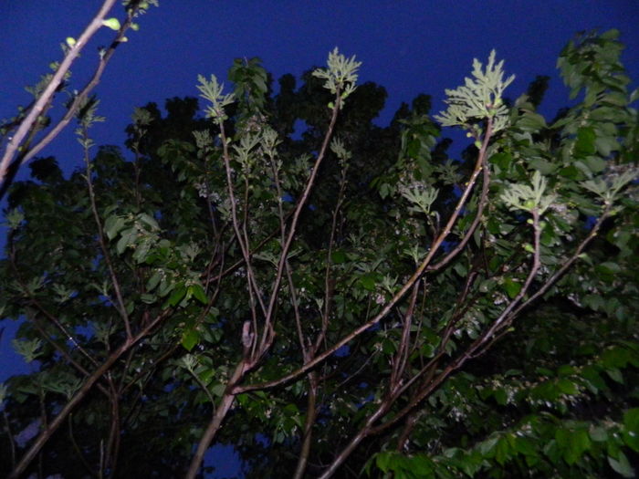 DSCN5227 - 2016 Aprilie_3