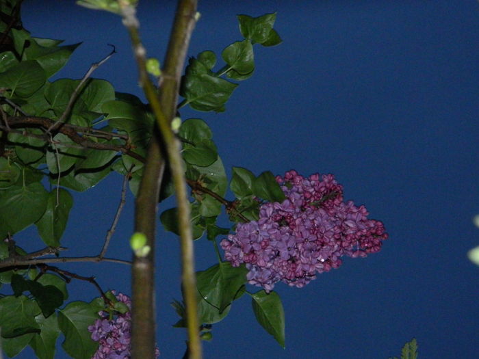 DSCN5228 - 2016 Aprilie_3