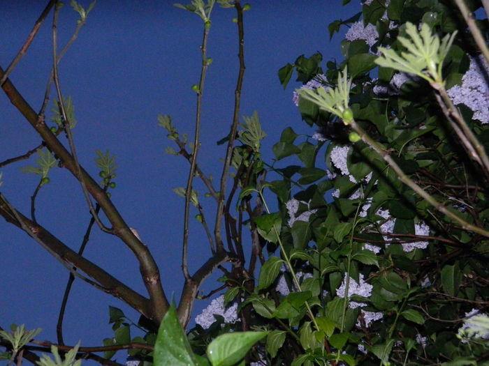 DSCN5229 - 2016 Aprilie_3