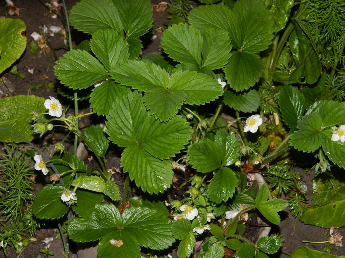 DSCN5231 - 2016 Aprilie_3