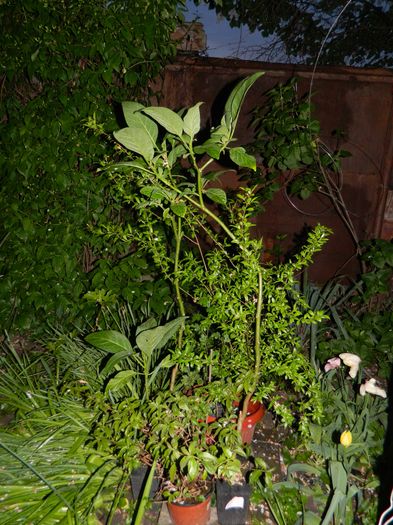 DSCN5233 - 2016 Aprilie_3