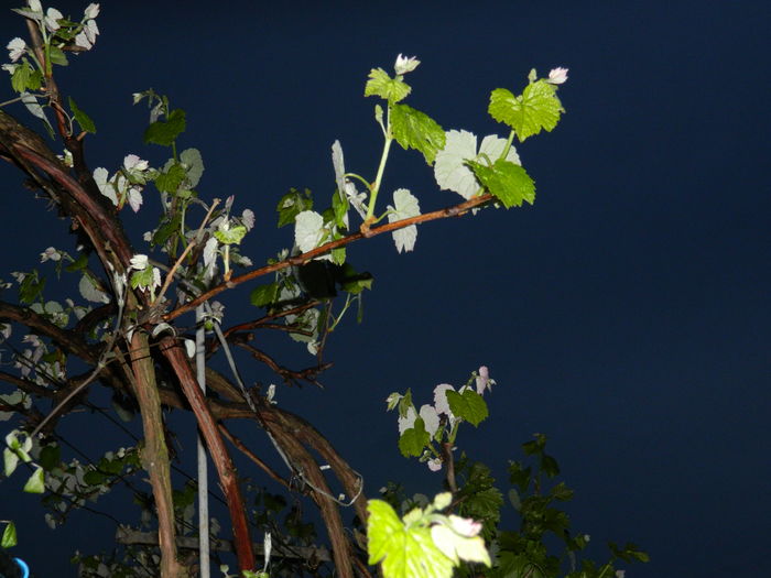 DSCN5236 - 2016 Aprilie_3