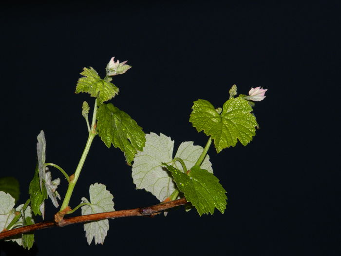 DSCN5237 - 2016 Aprilie_3