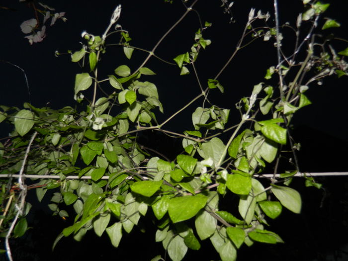 DSCN5240 - 2016 Aprilie_3