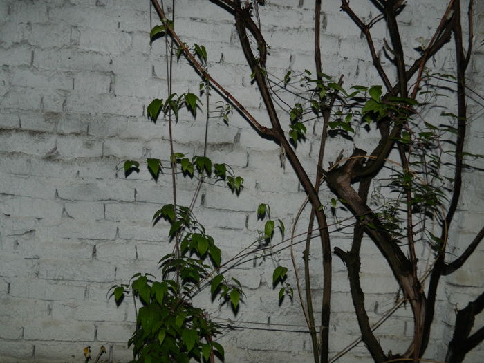 DSCN5241 - 2016 Aprilie_3