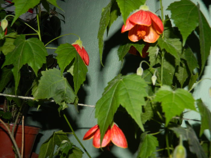 DSCN5247 - 2016 Aprilie_3