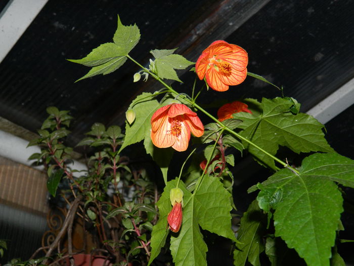 DSCN5250 - 2016 Aprilie_3