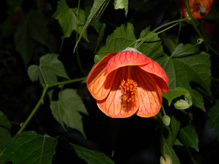 DSCN5251 - 2016 Aprilie_3