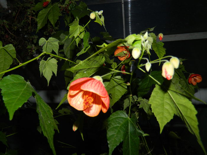 DSCN5256 - 2016 Aprilie_3