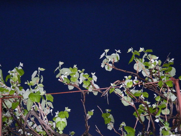 DSCN5264 - 2016 Aprilie_3