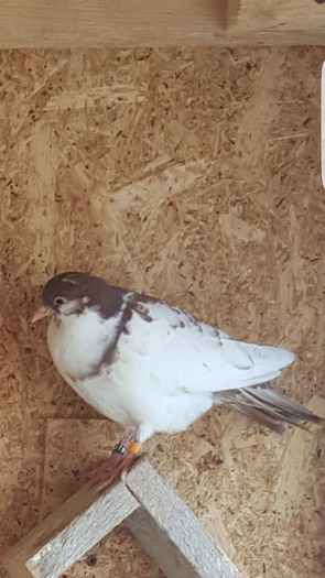 Screenshot_20160419-151901