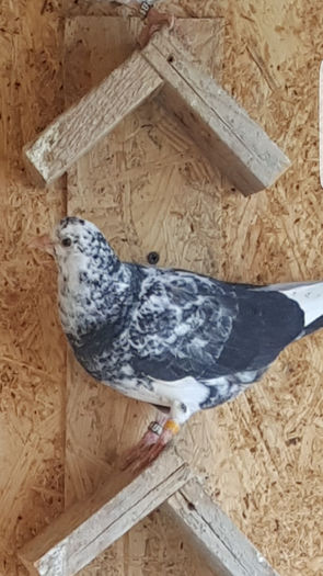 Screenshot_20160419-151918