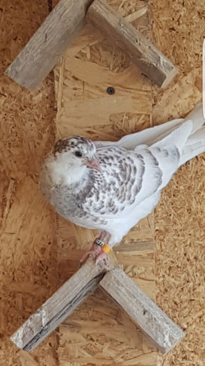 Screenshot_20160419-151924