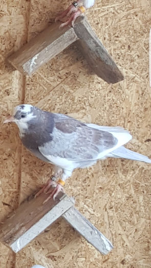 Screenshot_20160419-151957