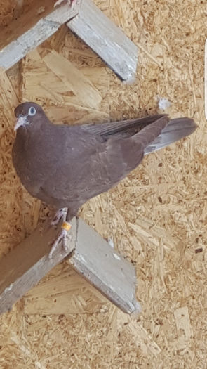 Screenshot_20160419-152016