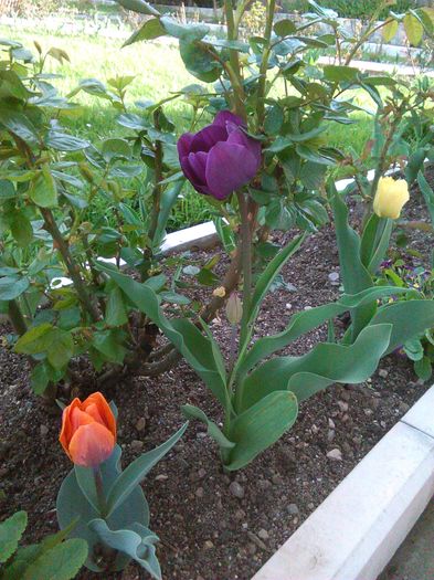 IMG_20160418_171710 - Primavara 2016