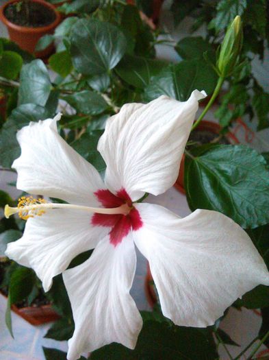 IMG_20160419_092826 - Hibiscus Cairo White