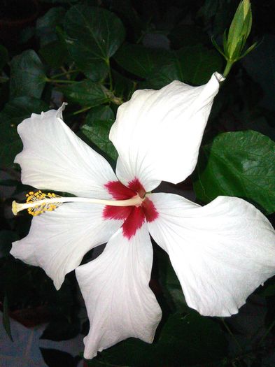 IMG_20160419_092822 - Hibiscus Cairo White