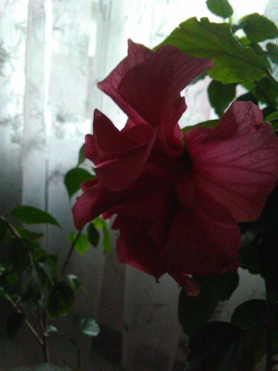 IMG_20160419_131106 - Hibiscus Classic Rosa