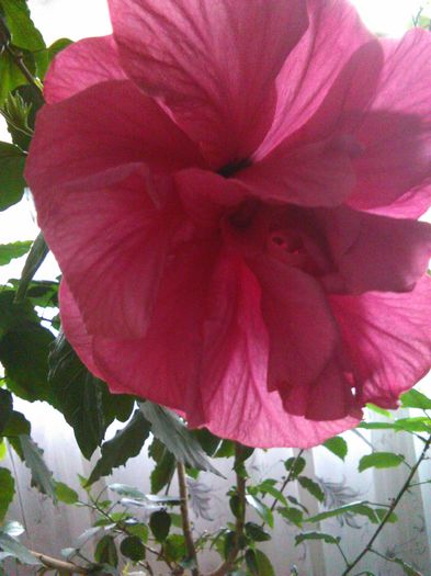 IMG_20160419_131101 - Hibiscus Classic Rosa