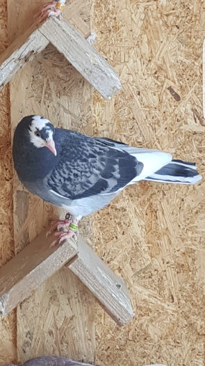 Screenshot_20160419-171930